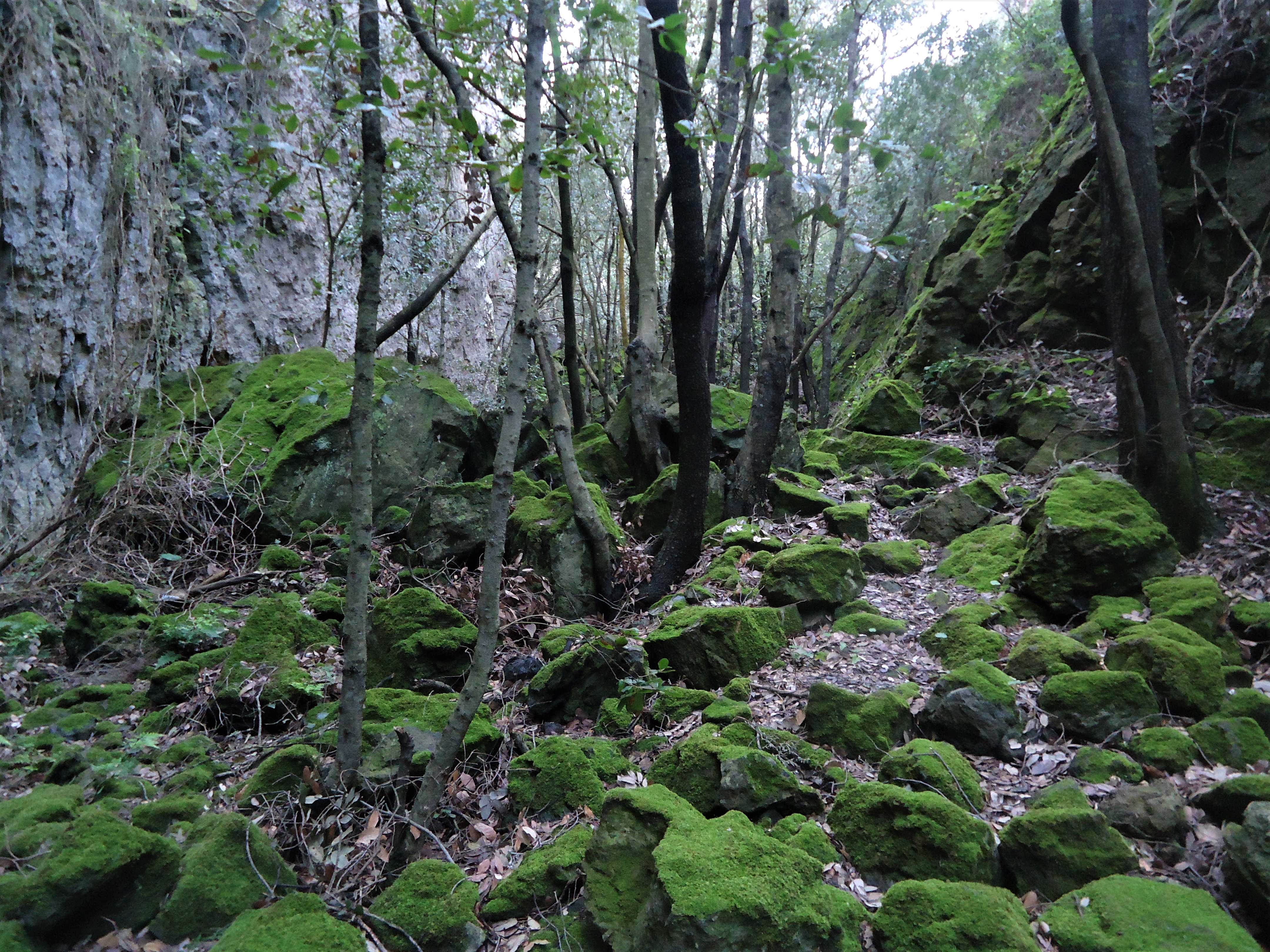 il bosco di Pantelleria vicino ai nostri dammusi